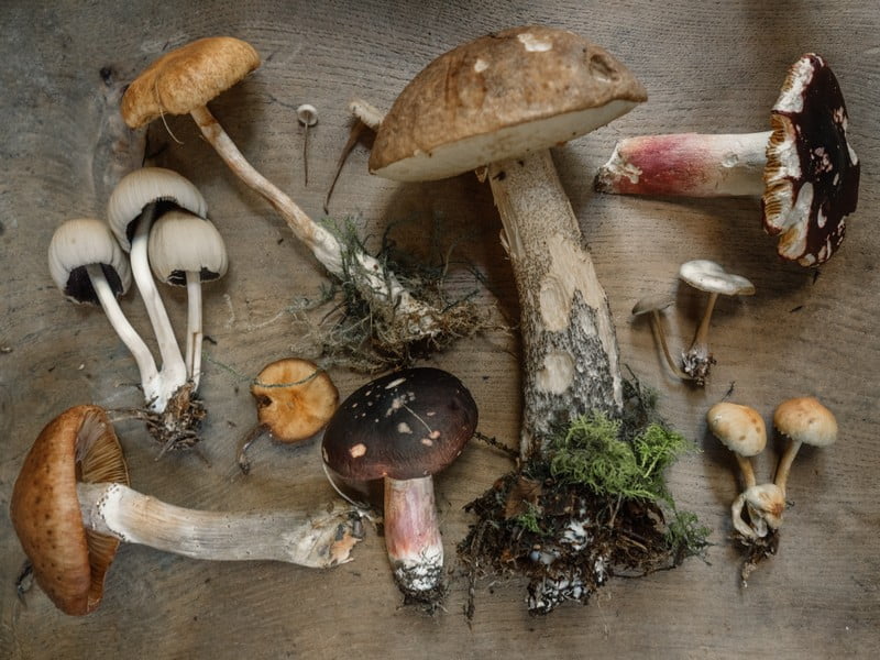 Champignons des bois