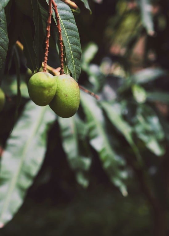 Mangue verte sur une branche