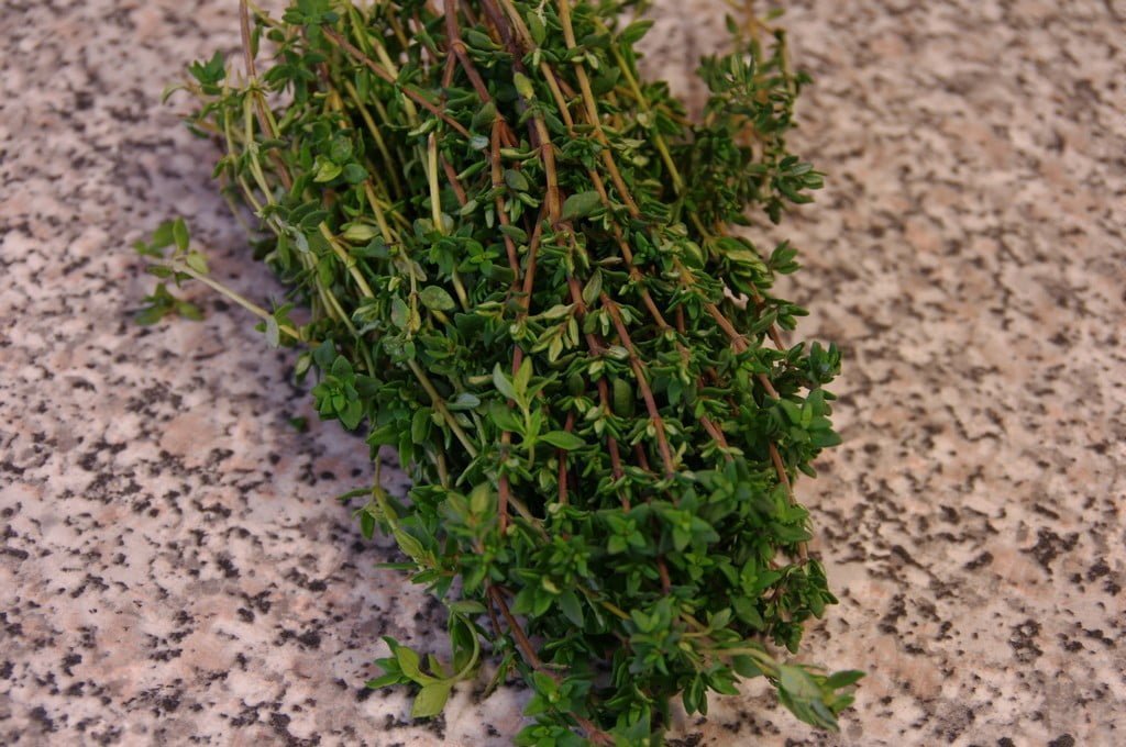 Branches de thym frais