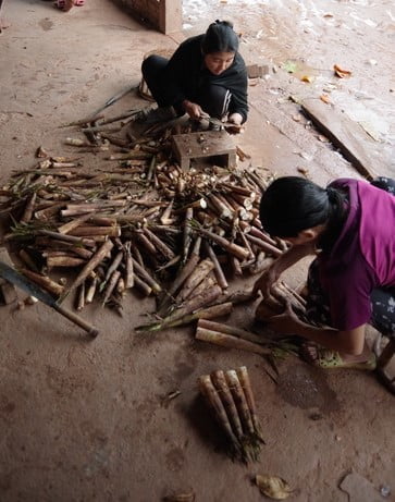 Nettoyage de pousse de Bambou au Laos