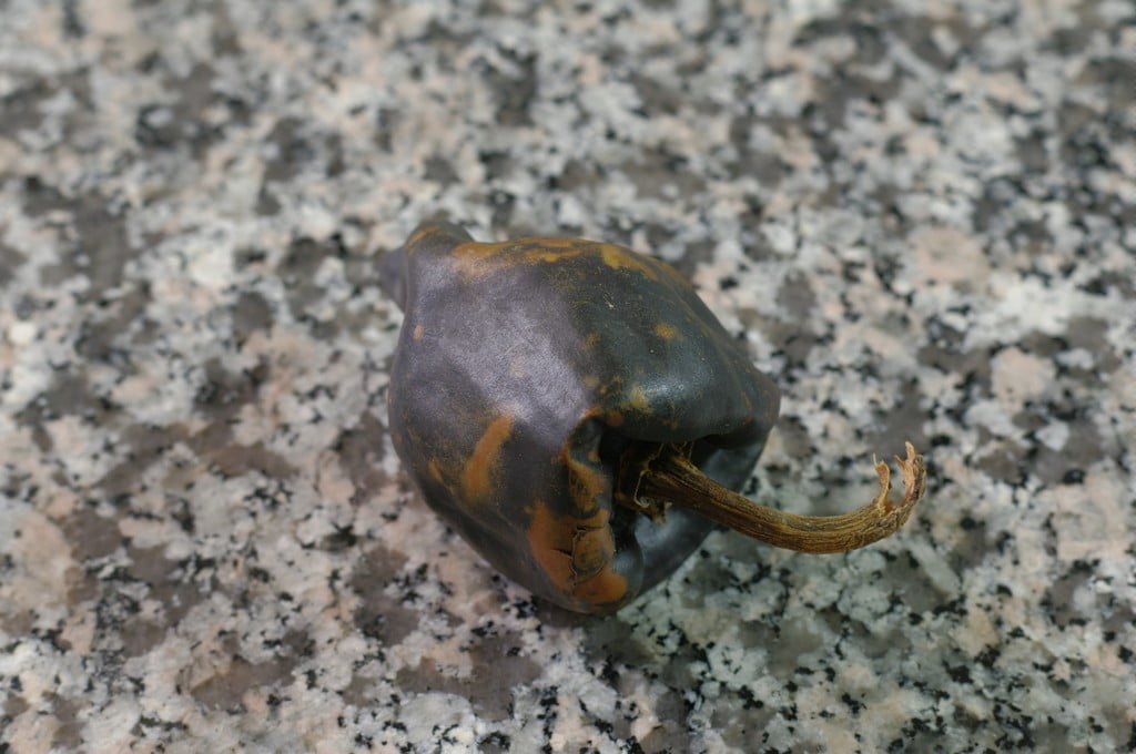 piment cascabel