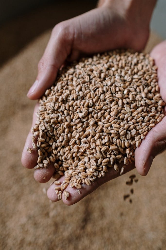 Orge maltée pour la fabrication, de la bière à travers le monde